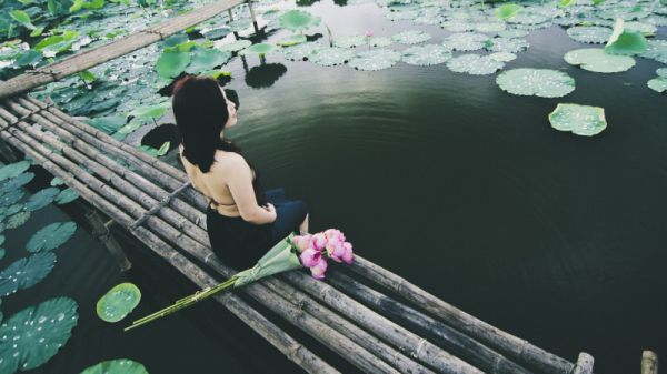 观察日记植物：银杏秋黄