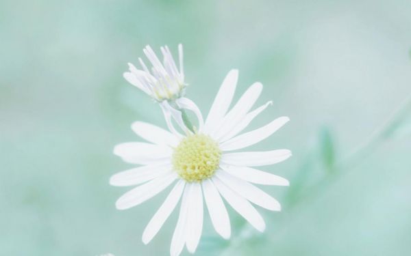 快乐教师节日记1200字：假如我来当老师